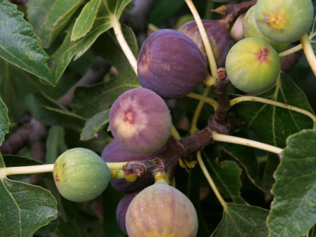 Black Mission Fig Tree Online Hot Sale