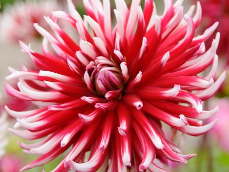 Dahlia Cactus Friquolet (Pack of 2) Online now