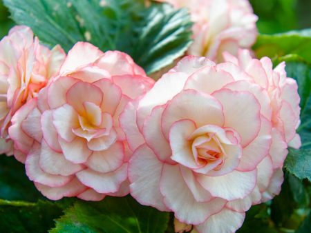 Begonia Double Bouton de Rose (Pack of 2) Cheap