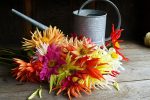 Summer Fireworks Dahlia Supply