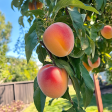 Red Baron Peach Tree Online now