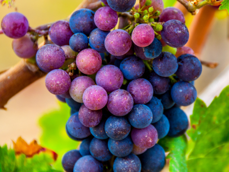 Shiraz (Syrah) Wine Grape Vine Online now