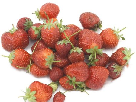 Sequoia Strawberry Plants by the Box (1500) Online Sale