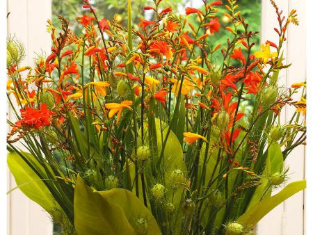 Crocosmia Crocosmiiflora Mixture (Pack of 8) For Discount