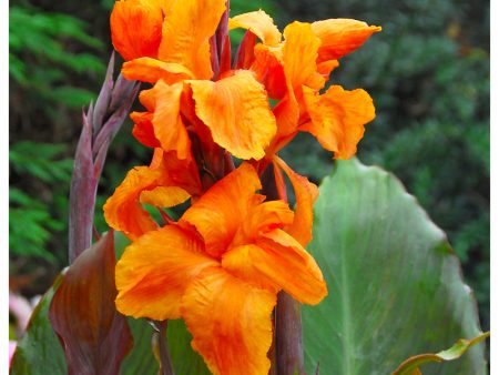 Canna Wyoming (Pack of 2) Online now