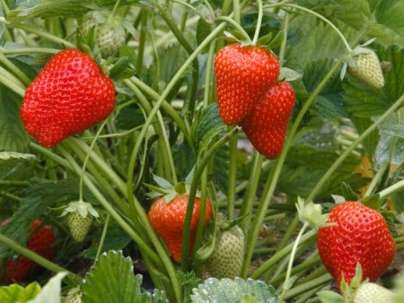 Allstar Strawberry Plants by the Box (1500) Online Sale