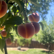 Red Baron Peach Tree Online now