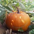 Big Max Pumpkin (Organic) Cheap