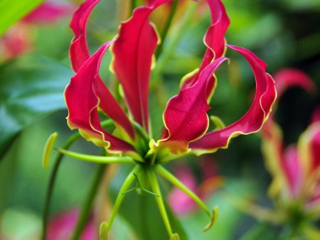 Gloriosa Rothschildiana Lily (Pack of 1) Fashion