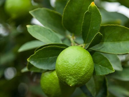 Bearss Lime Tree (Potted) Fashion