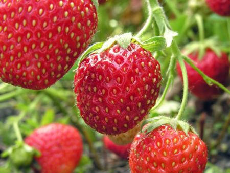 Ozark Beauty Strawberry Plants by the Box (1500) For Discount