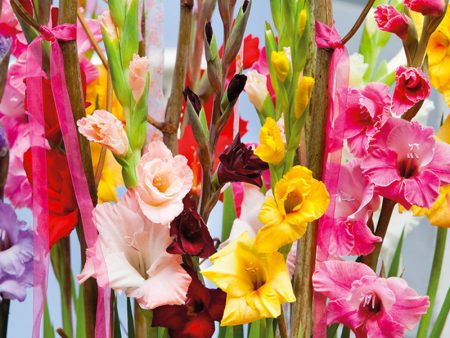 Gladiolus Large Flowering Blend (Pack of 30) Online Sale