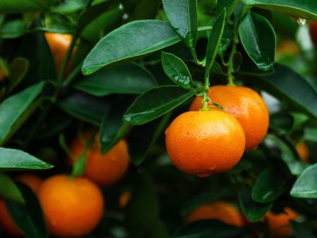 Clementine Mandarin Tree (Potted) Online now