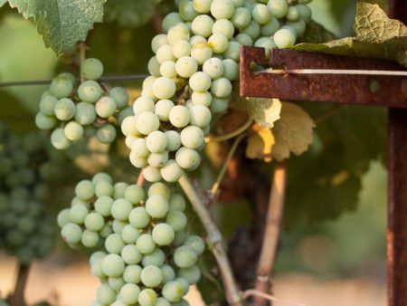 Chardonnay Wine Grape Vine Sale