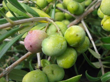 Arbequina Olive Tree For Sale