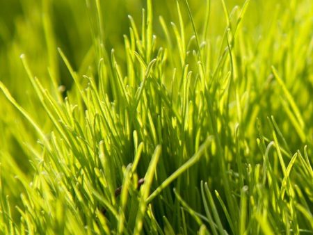 Oregon Annual Ryegrass  Seed (lb) Online Hot Sale