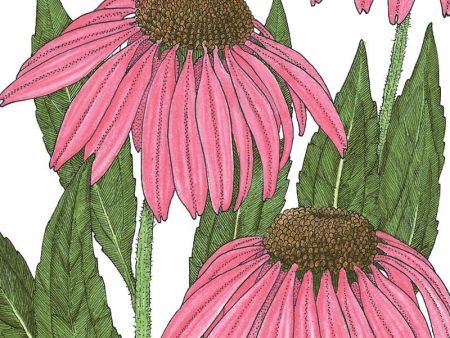 Coneflower, Purple (lb) on Sale