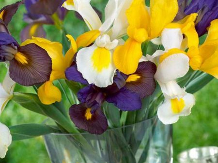 Iris Hollandica Blend (Pack of 30) Online Hot Sale