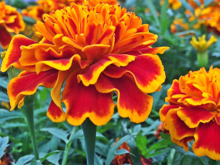 Sparky Marigold (Organic) Online Sale