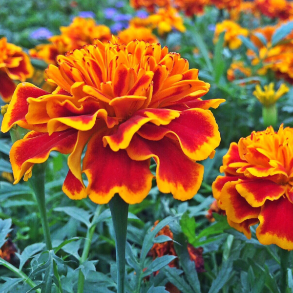 Sparky Marigold (Organic) Online Sale