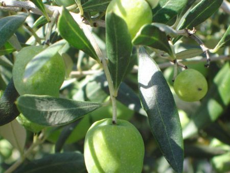 Ascolana Olive Tree For Sale