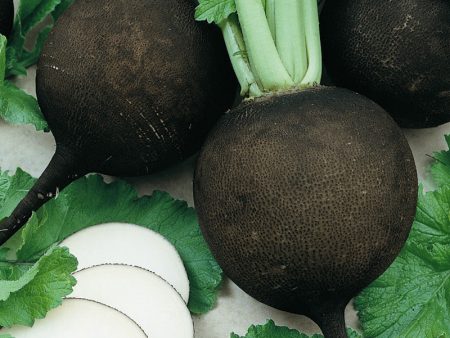 Black Spanish Radish (Organic) Cheap