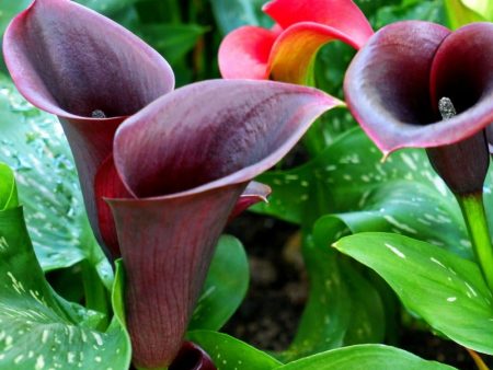 Barracuda Calla Lily Bulbs (Pack of 1) Online Hot Sale