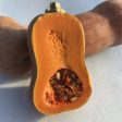 Honeynut Squash Online Hot Sale