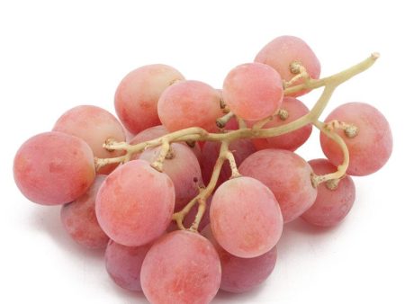 Table Grape Vine - Red Globe Hot on Sale