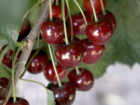 Black Tartarian Cherry Tree Online Hot Sale