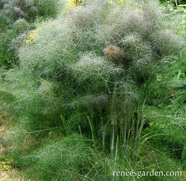 Smokey Bronze Fennel Online now