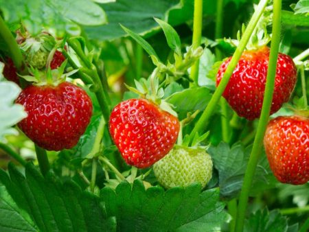 Fort Laramie Strawberry Plants by the Box (1500) For Sale