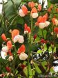 Painted Lady Runner Bean Seeds Online Hot Sale