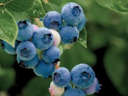 Blueberry - Emerald (Mid Harvest) Discount