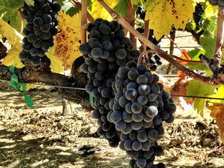 Wine Grape Vine - Zinfandel Online Sale