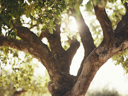 All-In-One Almond Tree For Discount