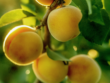 Chinese Apricot Tree on Sale