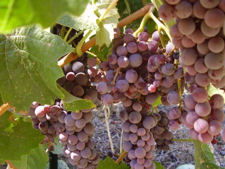 Table Grape Vine - Black Monukka (Seedless) Online Hot Sale