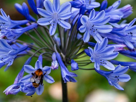 Agapanthus Blue (Pack of 2) Sale