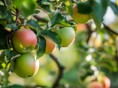 Constant Harvest  Apple, 4 on 1 Multiple Grafted Fruit Tree Fashion