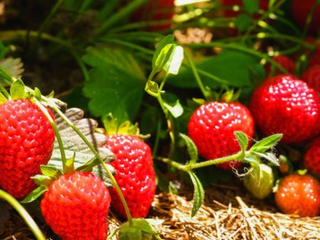 Eversweet Strawberry Plants by the Box (1500) Online Sale