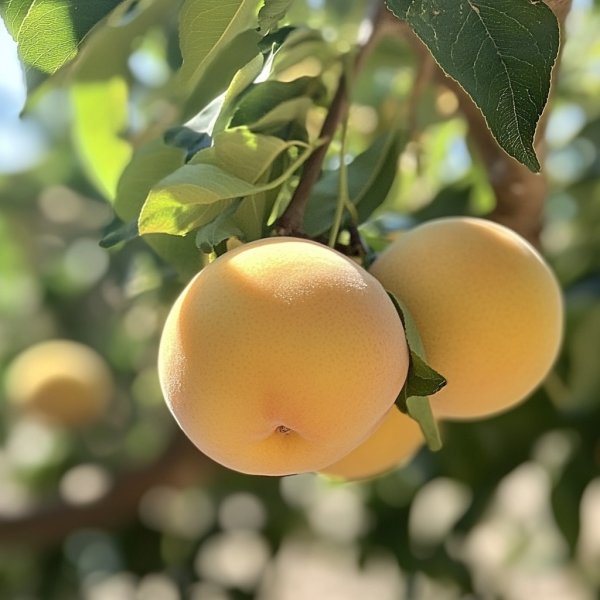 Frost Peach Tree Cheap