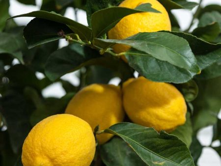 Eureka Lemon Tree (Potted) Discount