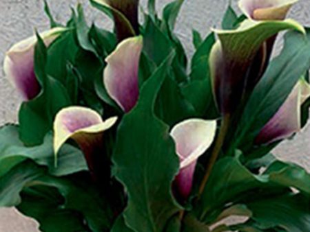 Da Vinci Calla Lily Bulbs (Pack of 1) Fashion