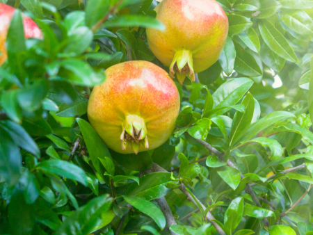 Ambrosia Pomegranate Tree Supply