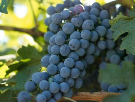 Cabernet Sauvignon Wine Grape Vine Online