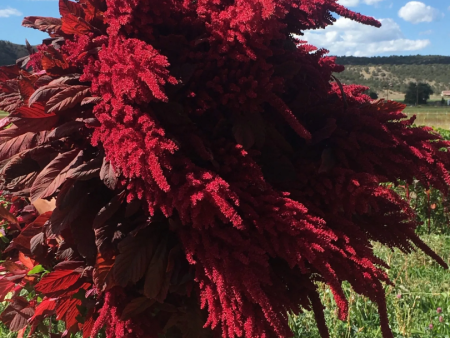 Burgundy Amaranth on Sale