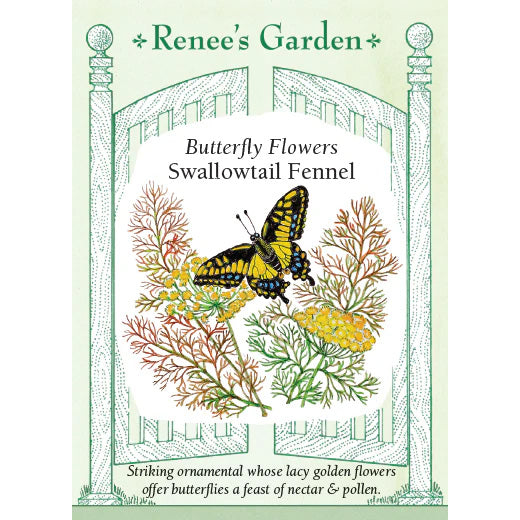 Swallowtail Fennel For Sale