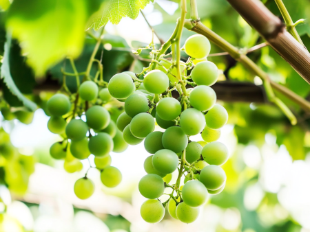 Thompson Seedless Table Grape Vine Hot on Sale