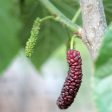 Pakistan Fruiting Mulberry Tree Online now